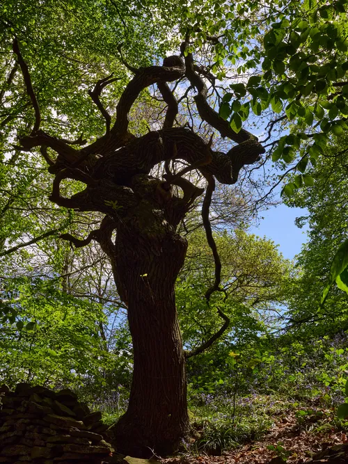 This nature photograph captures a gnarly tree as the main subject, located within a vibrant forest setting during late spring. The image was taken in the afternoon, as indicated by the bright daylight filtering through the lush green leaves overhead. Bluebells carpet the forest floor beneath the tree, adding a touch of color to the scene. The twisted branches of the tree stand out against the backdrop of dense foliage and an open sky. The photograph showcases the beauty of trees in their natural environment and the peaceful atmosphere of the forest during late spring.